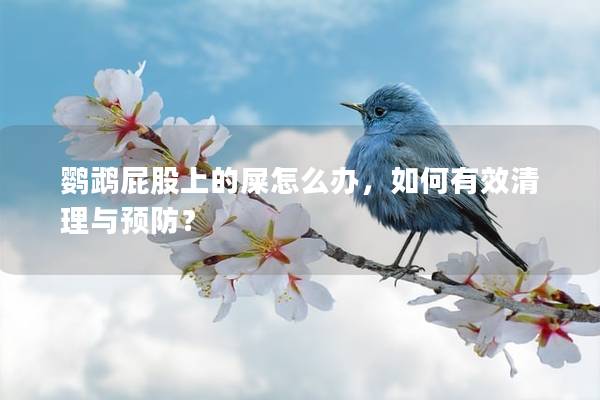 鹦鹉屁股上的屎怎么办，如何有效清理与预防？