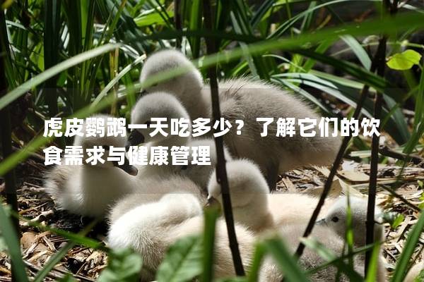 虎皮鹦鹉一天吃多少？了解它们的饮食需求与健康管理