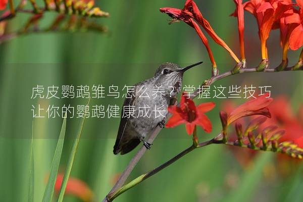 虎皮鹦鹉雏鸟怎么养？掌握这些技巧让你的鹦鹉健康成长
