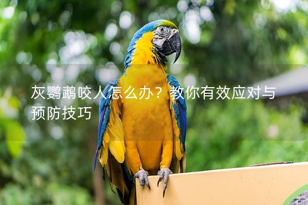 灰鹦鹉咬人怎么办？教你有效应对与预防技巧