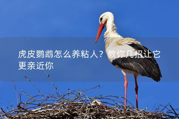 虎皮鹦鹉怎么养粘人？教你几招让它更亲近你