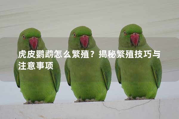 虎皮鹦鹉怎么繁殖？揭秘繁殖技巧与注意事项