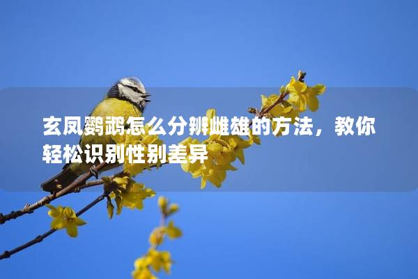 玄凤鹦鹉怎么分辨雌雄的方法，教你轻松识别性别差异