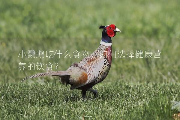 小鹦鹉吃什么食物，如何选择健康营养的饮食？
