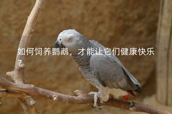 如何饲养鹦鹉，才能让它们健康快乐？