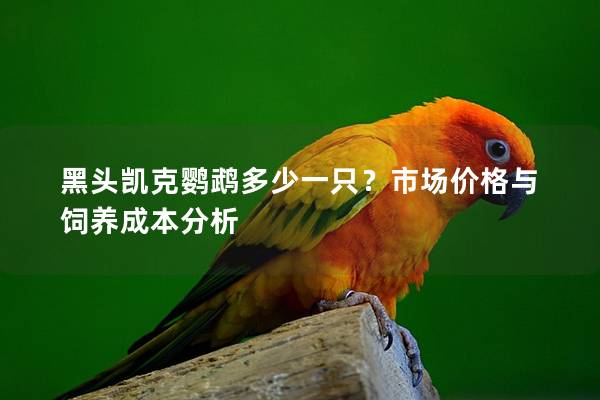 黑头凯克鹦鹉多少一只？市场价格与饲养成本分析