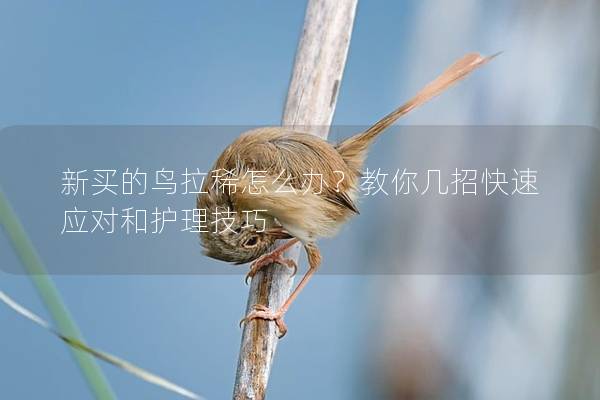 新买的鸟拉稀怎么办？教你几招快速应对和护理技巧