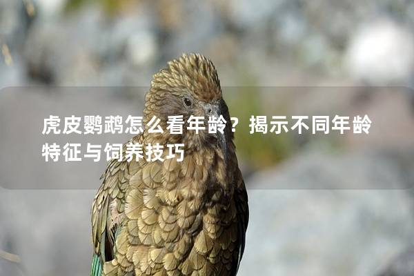 虎皮鹦鹉怎么看年龄？揭示不同年龄特征与饲养技巧