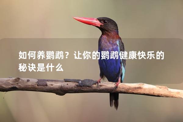 如何养鹦鹉？让你的鹦鹉健康快乐的秘诀是什么