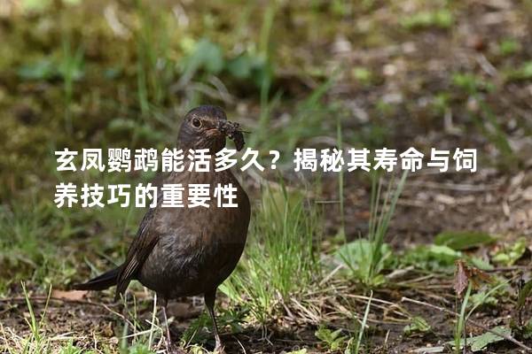 玄凤鹦鹉能活多久？揭秘其寿命与饲养技巧的重要性