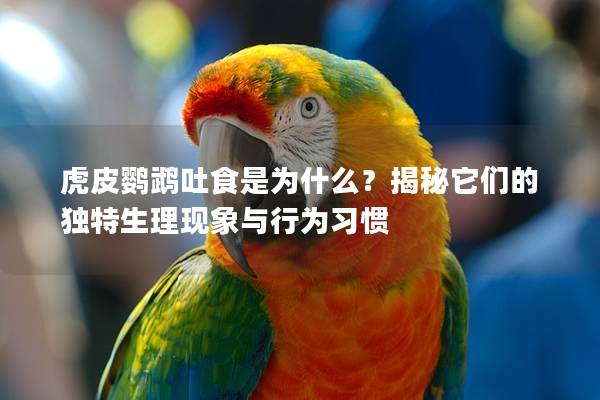 虎皮鹦鹉吐食是为什么？揭秘它们的独特生理现象与行为习惯