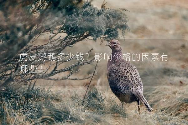 虎皮鹦鹉多少钱？影响价格的因素有哪些？
