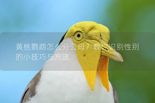 黄桃鹦鹉怎么分公母？教你识别性别的小技巧与方法