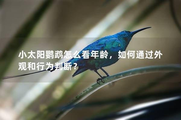 小太阳鹦鹉怎么看年龄，如何通过外观和行为判断？