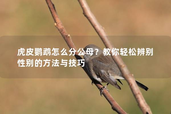 虎皮鹦鹉怎么分公母？教你轻松辨别性别的方法与技巧
