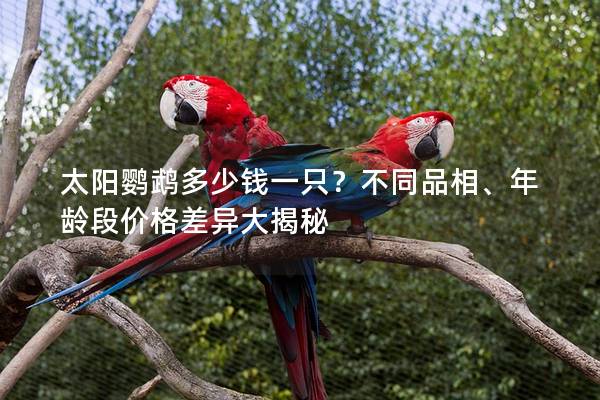太阳鹦鹉多少钱一只？不同品相、年龄段价格差异大揭秘