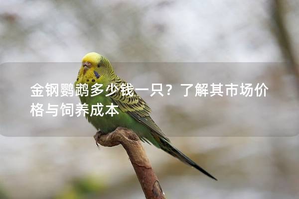 金钢鹦鹉多少钱一只？了解其市场价格与饲养成本