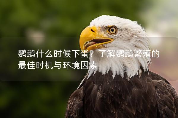鹦鹉什么时候下蛋？了解鹦鹉繁殖的最佳时机与环境因素