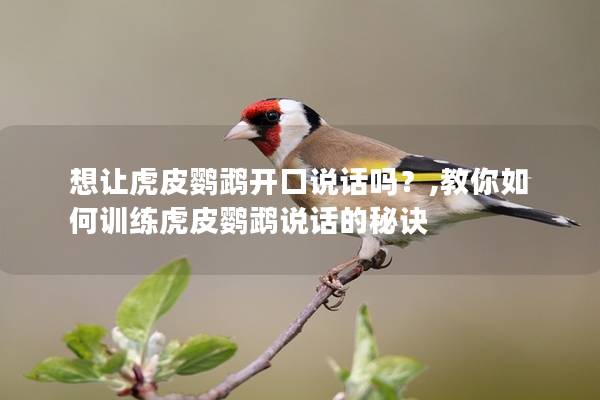 想让虎皮鹦鹉开口说话吗？,教你如何训练虎皮鹦鹉说话的秘诀
