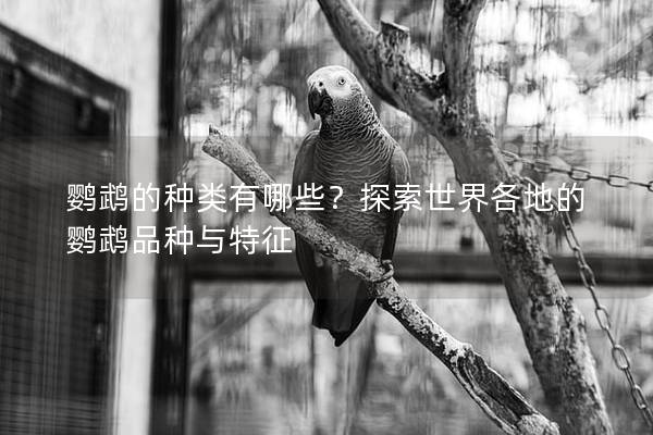 鹦鹉的种类有哪些？探索世界各地的鹦鹉品种与特征