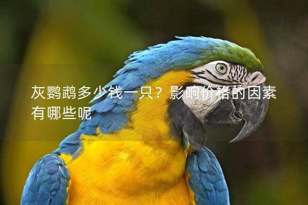 灰鹦鹉多少钱一只？影响价格的因素有哪些呢