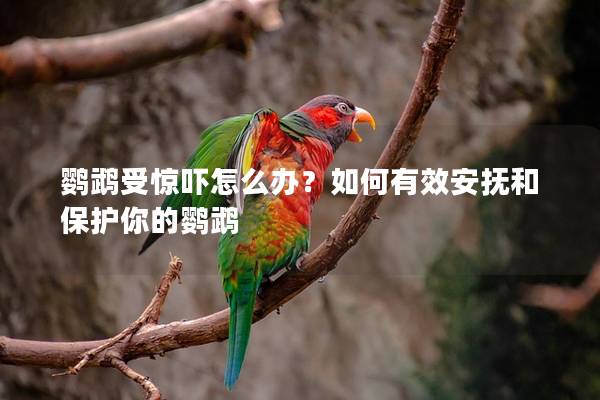 鹦鹉受惊吓怎么办？如何有效安抚和保护你的鹦鹉