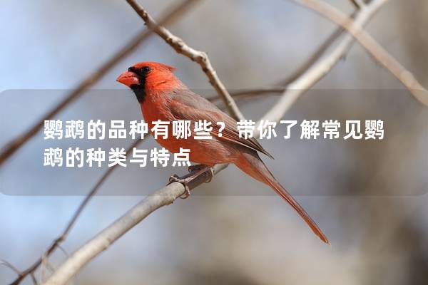鹦鹉的品种有哪些？带你了解常见鹦鹉的种类与特点