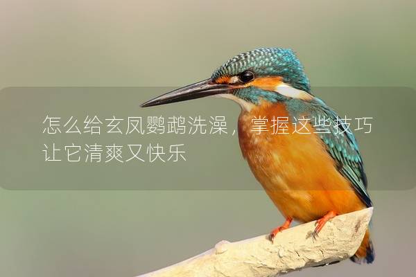 怎么给玄凤鹦鹉洗澡，掌握这些技巧让它清爽又快乐