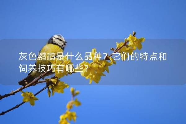 灰色鹦鹉是什么品种？它们的特点和饲养技巧有哪些？