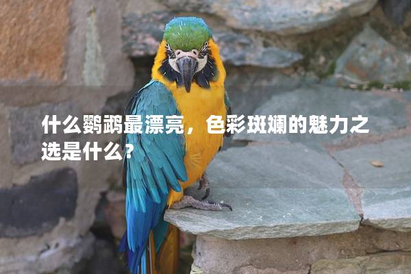 什么鹦鹉最漂亮，色彩斑斓的魅力之选是什么？