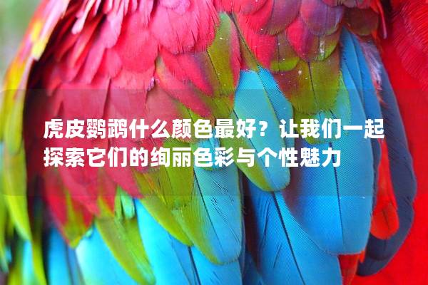 虎皮鹦鹉什么颜色最好？让我们一起探索它们的绚丽色彩与个性魅力