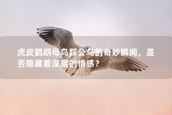 虎皮鹦鹉母鸟踩公鸟的奇妙瞬间，是否隐藏着深层的情感？