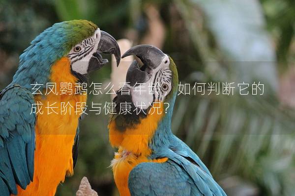 玄凤鹦鹉怎么看年龄，如何判断它的成长阶段与健康状况？