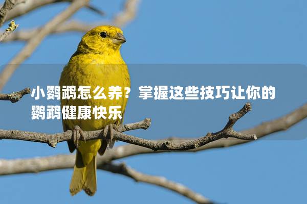 小鹦鹉怎么养？掌握这些技巧让你的鹦鹉健康快乐