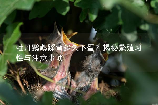 牡丹鹦鹉踩背多久下蛋？揭秘繁殖习性与注意事项