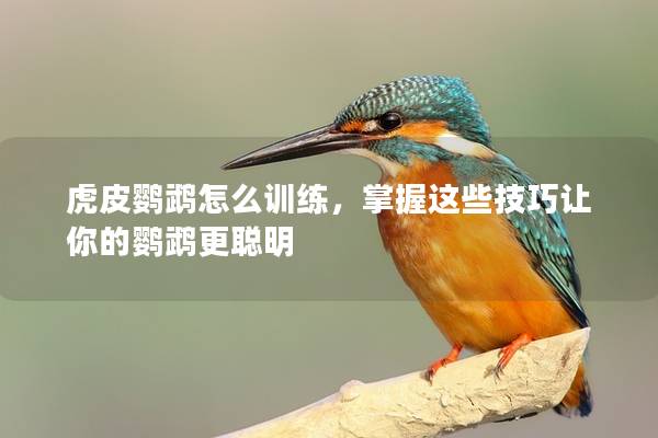 虎皮鹦鹉怎么训练，掌握这些技巧让你的鹦鹉更聪明