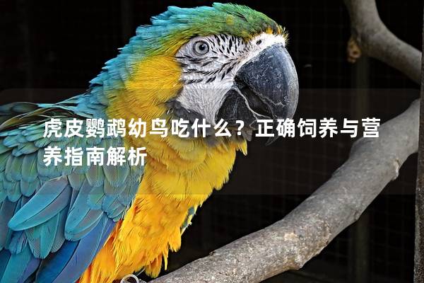 虎皮鹦鹉幼鸟吃什么？正确饲养与营养指南解析