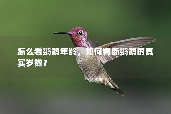 怎么看鹦鹉年龄，如何判断鹦鹉的真实岁数？