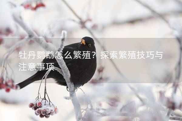 牡丹鹦鹉怎么繁殖？探索繁殖技巧与注意事项