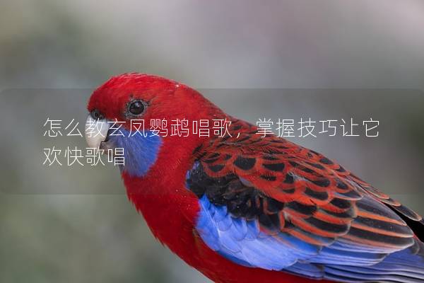 怎么教玄凤鹦鹉唱歌，掌握技巧让它欢快歌唱