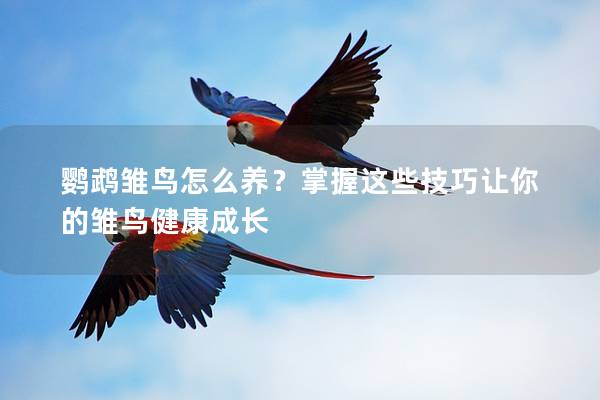 鹦鹉雏鸟怎么养？掌握这些技巧让你的雏鸟健康成长