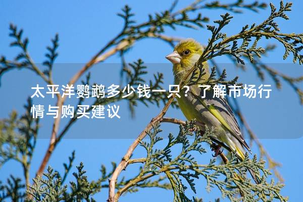 太平洋鹦鹉多少钱一只？了解市场行情与购买建议
