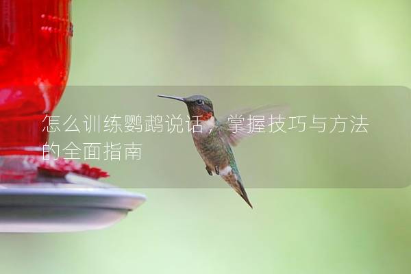 怎么训练鹦鹉说话，掌握技巧与方法的全面指南