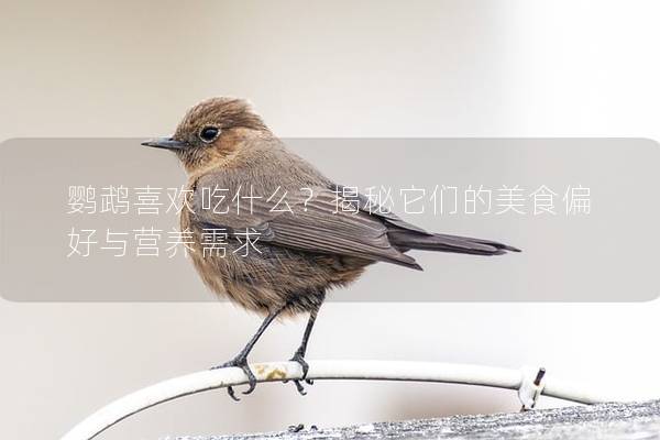 鹦鹉喜欢吃什么？揭秘它们的美食偏好与营养需求