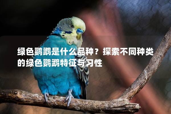 绿色鹦鹉是什么品种？探索不同种类的绿色鹦鹉特征与习性