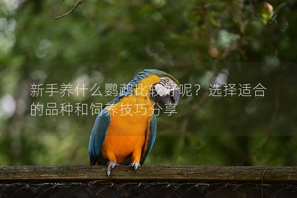 新手养什么鹦鹉比较好呢？选择适合的品种和饲养技巧分享