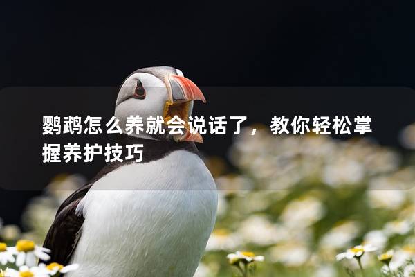 鹦鹉怎么养就会说话了，教你轻松掌握养护技巧
