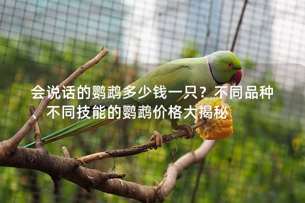 会说话的鹦鹉多少钱一只？不同品种、不同技能的鹦鹉价格大揭秘