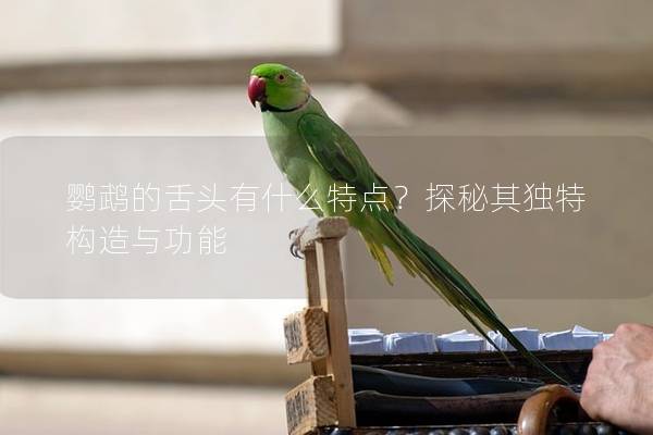 鹦鹉的舌头有什么特点？探秘其独特构造与功能