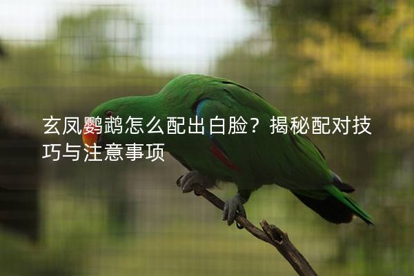 玄凤鹦鹉怎么配出白脸？揭秘配对技巧与注意事项